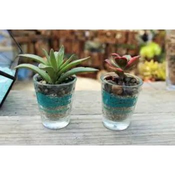 Stylist Succulent Plant